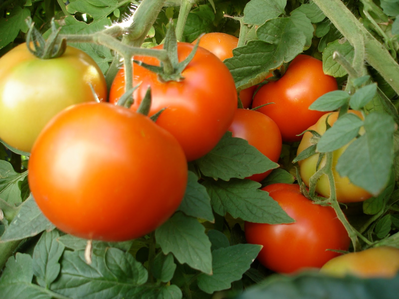 TRUMP LAST YEARS TOMATOES!!! by Montana Grant