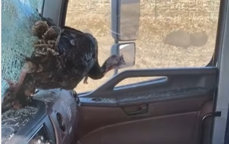 Gobbler Through the Windshield