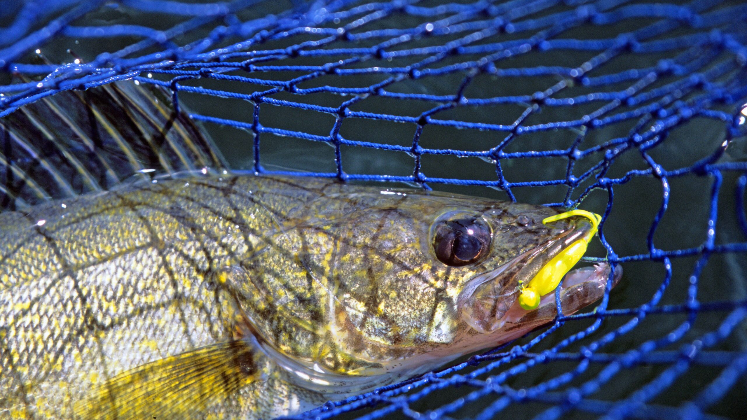Canyon Ferry’s Sunken Tree Hotspots: Where Walleye Are Stacking Now
