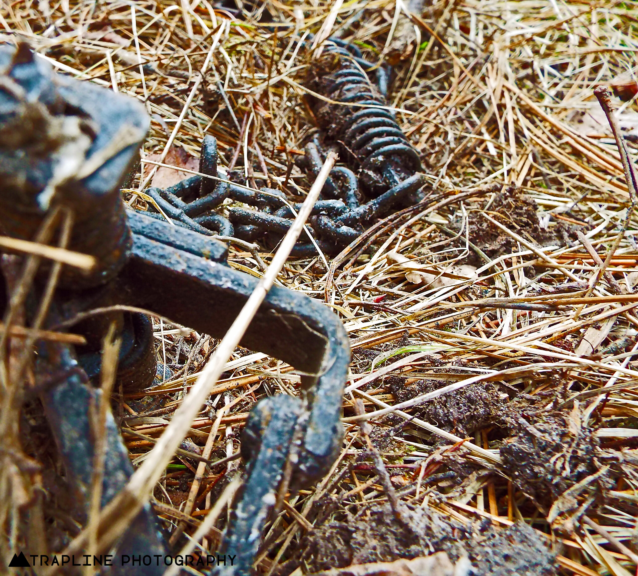 FWP News: Reminders as trapping season gets underway in much of the state