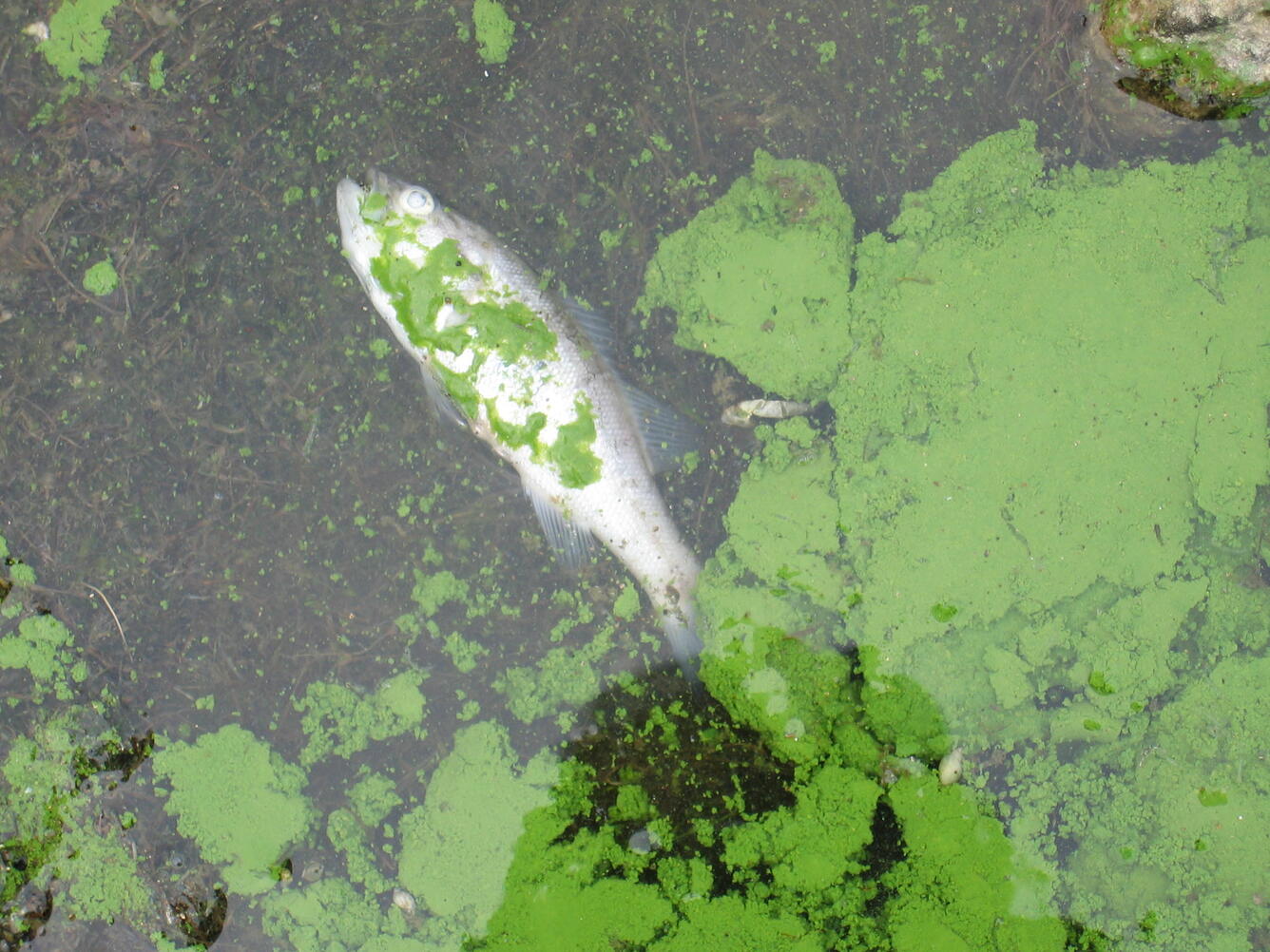 Look Out for Harmful Algal Blooms When Recreating this Summer