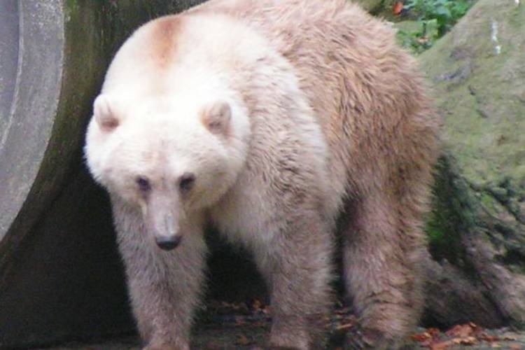 Genome analysis of over 800 polar and grizzly bears reveals no new hybrids and confirms the eight previously-known “grolar bears”