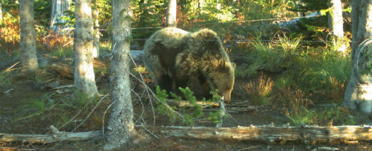 F&G confirms the first Grizzly Bear sighting west of I-15 in the Upper Snake Region