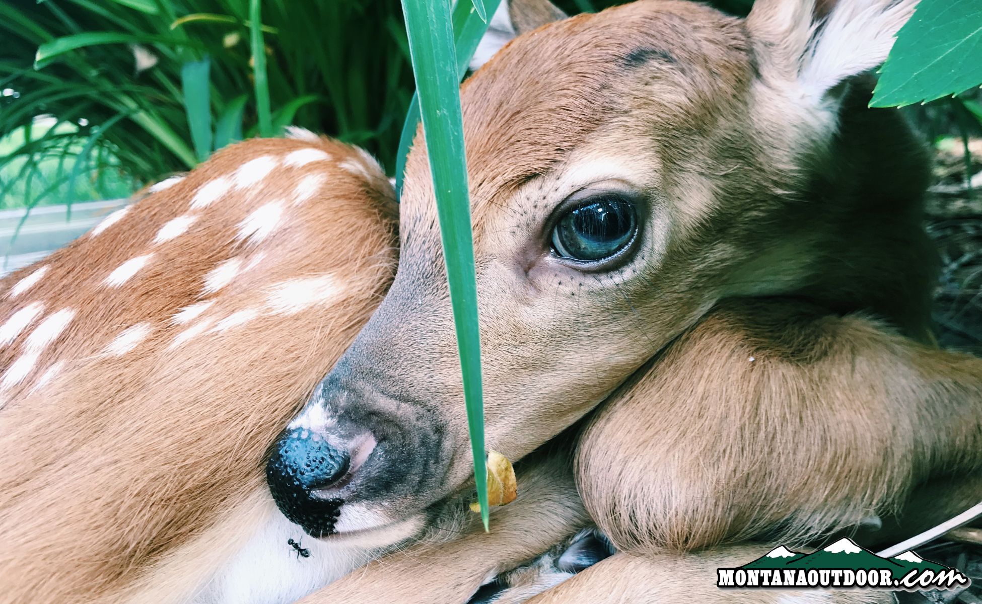FWP News: To help baby animals survive, leave them alone