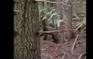 F&G concludes investigation in Panhandle Region grizzly bear shooting