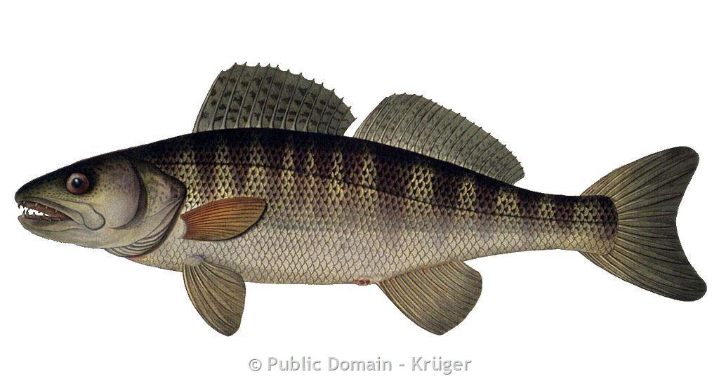 All About Zander