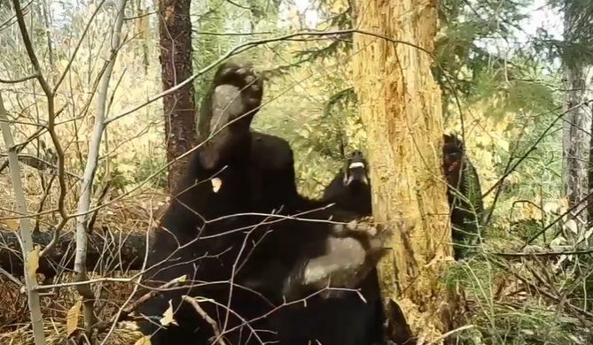 Trailcam Footage of Bear Passing Time and….
