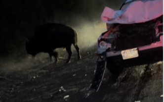 Stay Vigilant to Help Avoid Wildlife Collisions