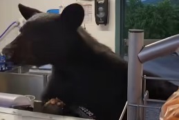 Watch out for the bear!