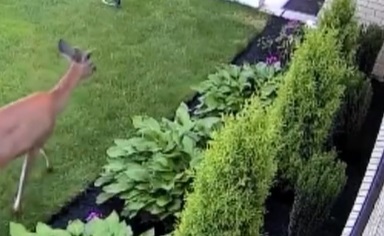 Oh DEER!