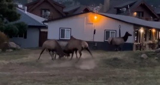 Brawling Elk – Front Row Seats