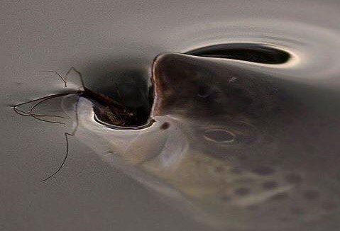 RIPPLES!!! by Montana Grant