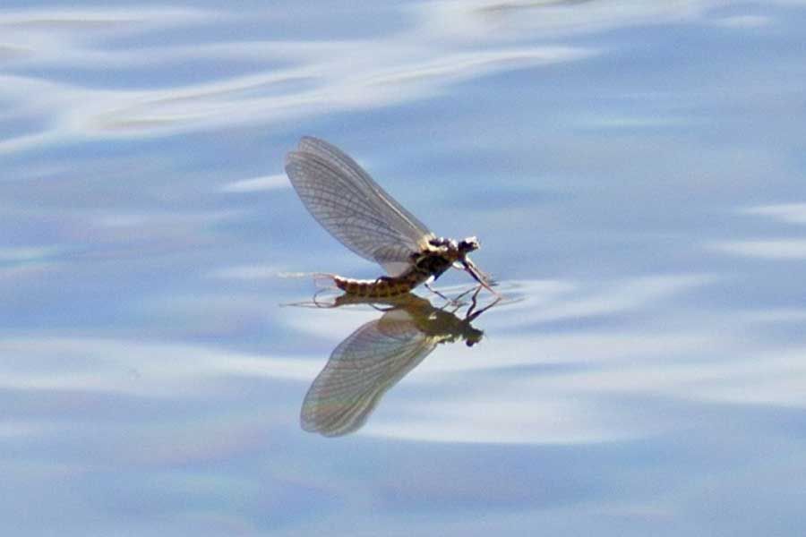 A DRY FLY MUST FLOAT!!! by Montana Grant