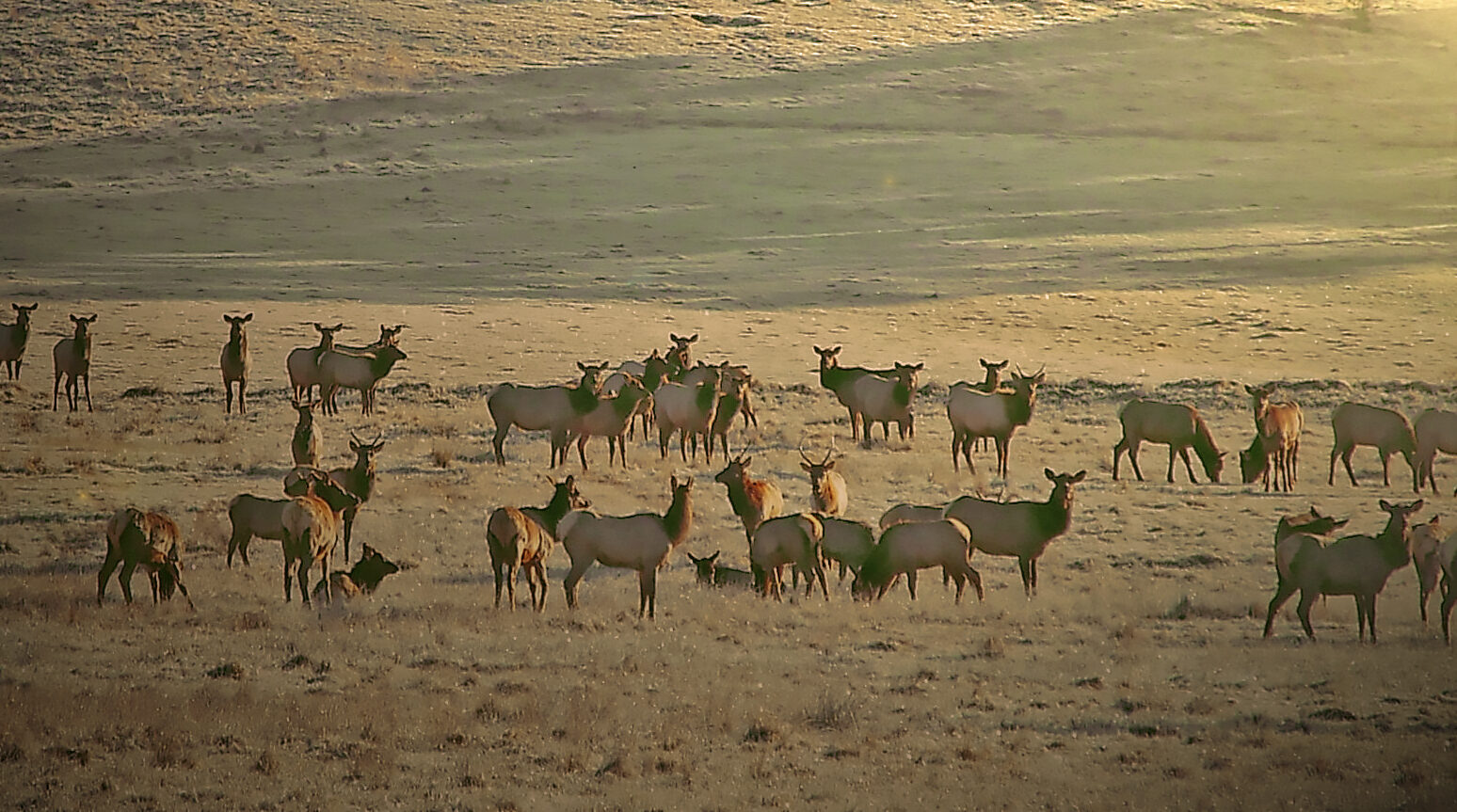FWP expands study of South Fork elk herds to Bob Marshall Wilderness