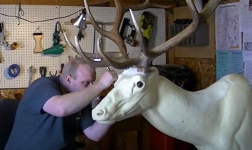 Taxidermy Time Lapse: Bull Elk