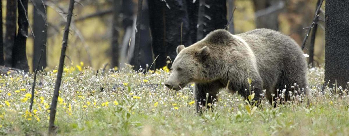 Grizzly bear killed in encounter with hunter south of Placid Lake