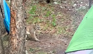 Sharing your campsite