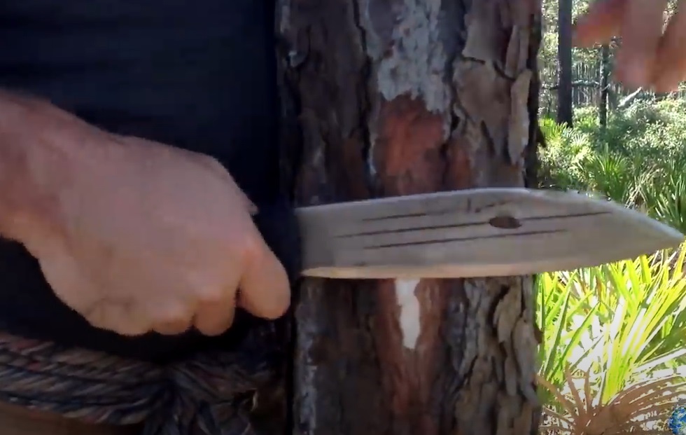 Harnessing the Power of Pine Trees for Survival Nutrition