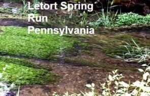 THE RIVERS are HALF FULL!!! by Montana Grant