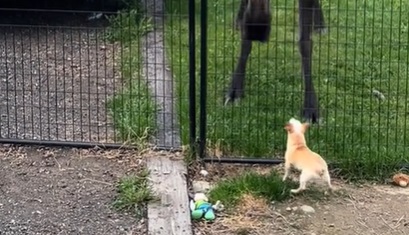 6 Pound Chihuahua Stands Up to Moose