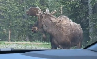 Montana Wildlife Everywhere