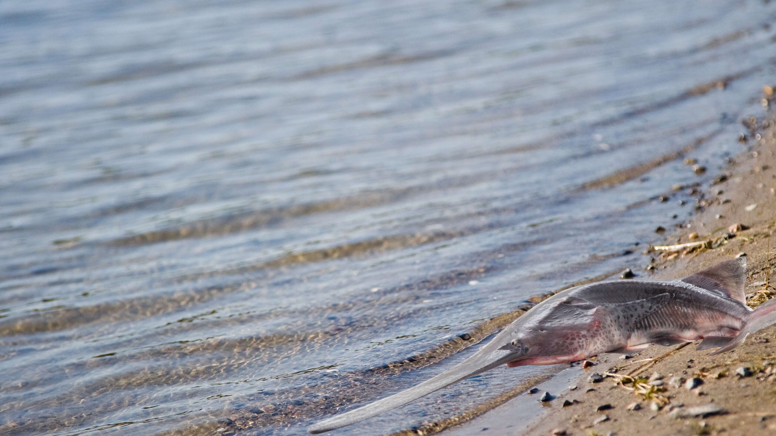 FWP News: Paddlefish count at 557 heading into weekend