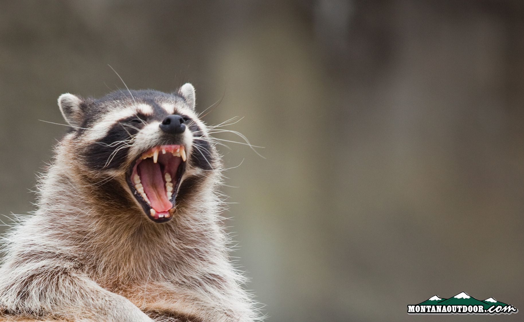 When critters attack…