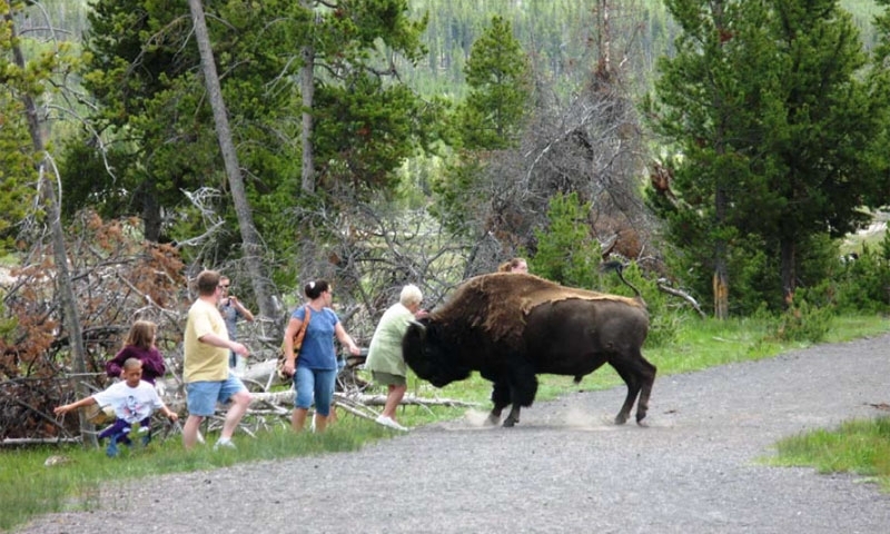 Florida Man Gored By Bison at Yellowstone National Park