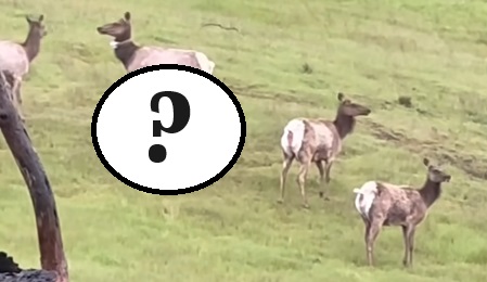 When something looks off in the elk herd…