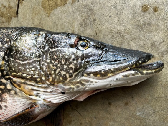 FWP News: Northern pike detected in Bull River