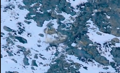 One Determined Mountain Lion
