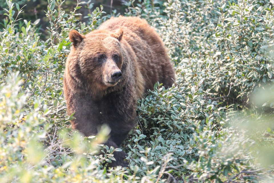 Grizzly Bear Management: Alberta Lifts Ban for Selective Hunts