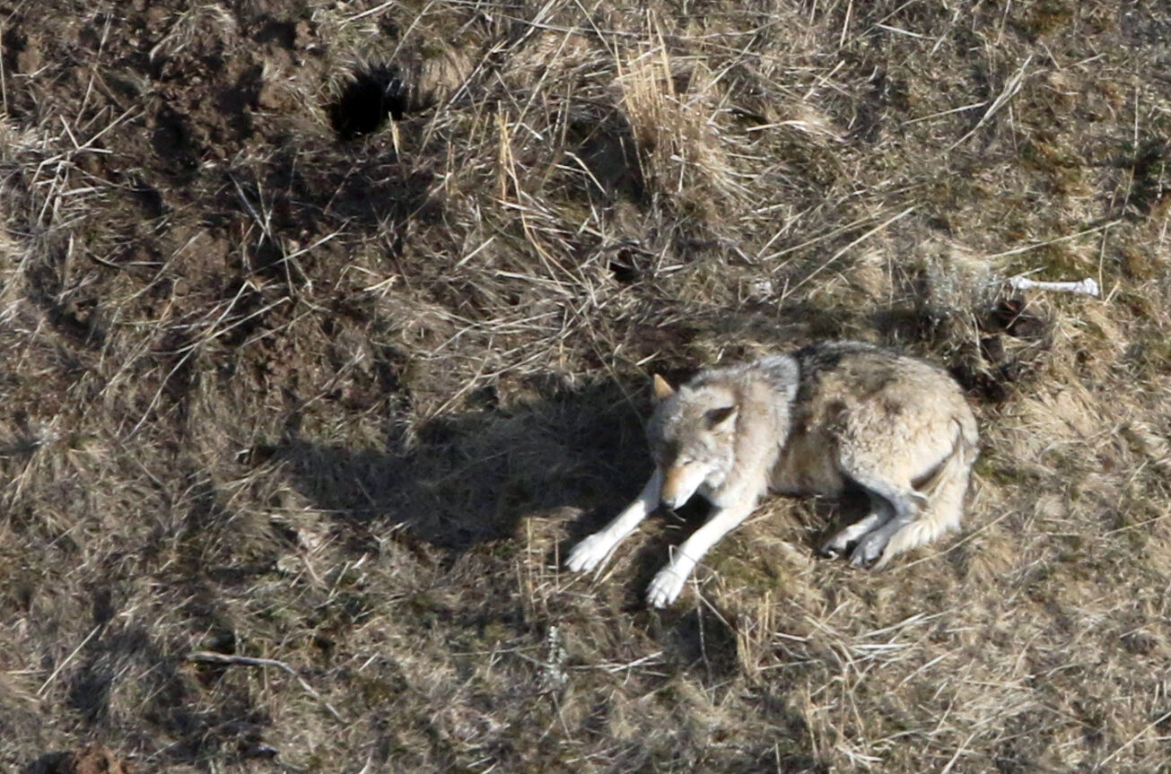 Brett French reports: Yellowstone’s wolf queen