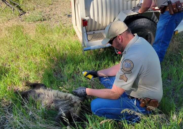 FWP News: Black bear near Colstrip captured, relocated