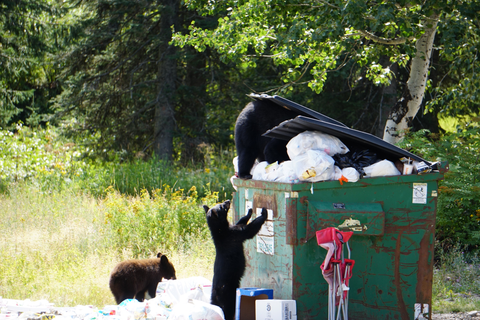FWP News: Rosebud Isle FAS Black Bear