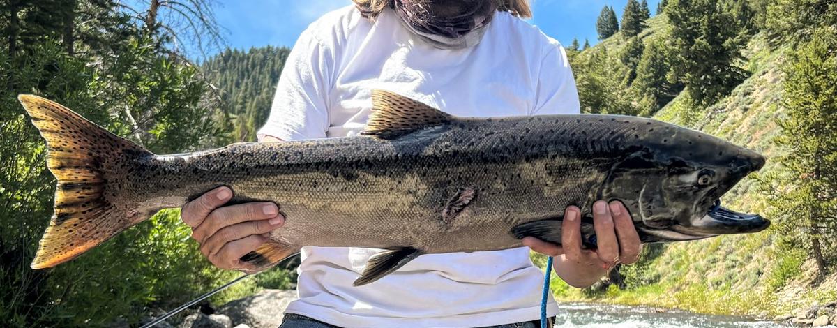 Upper Salmon River Chinook Fishery update 7.3.24