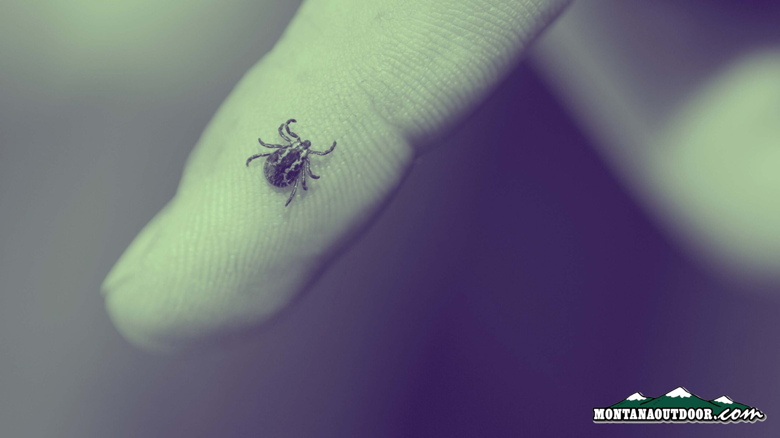 Tick Talk: What You Should Know About These Tiny Pests and Their Big Impact