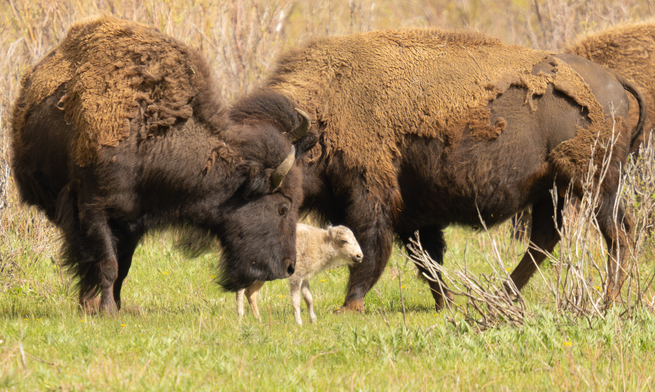 Yellowstone National Park statement about white bison calf