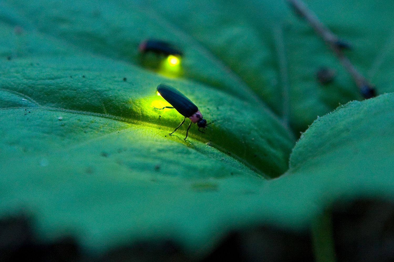LIGHTENING BUGS are on the OUT!!! by Montana Grant