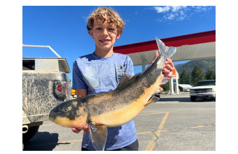 Trout Creek angler lands state record largescale sucker