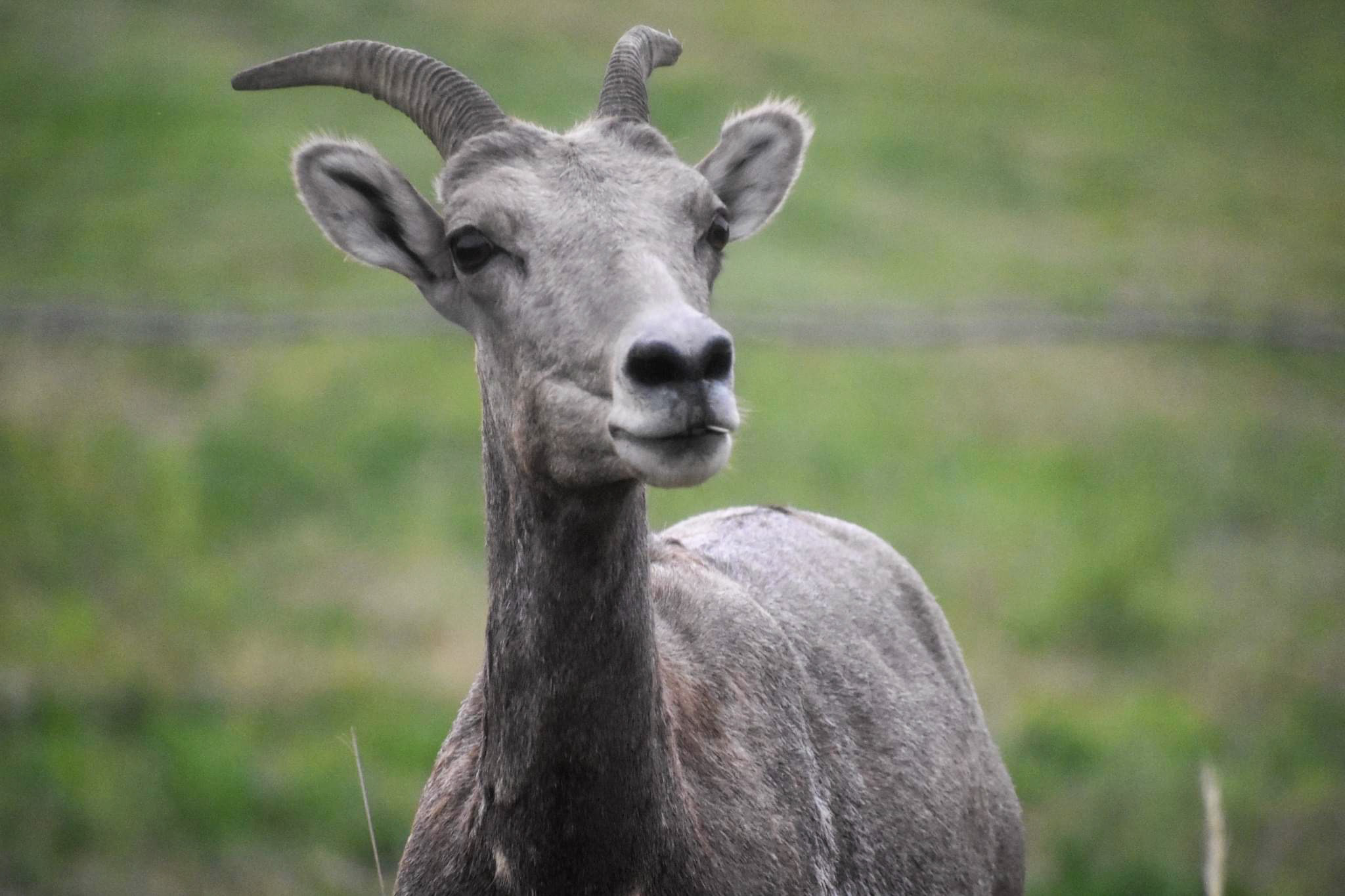 Game wardens seeking info on bighorn sheep shot near Troy