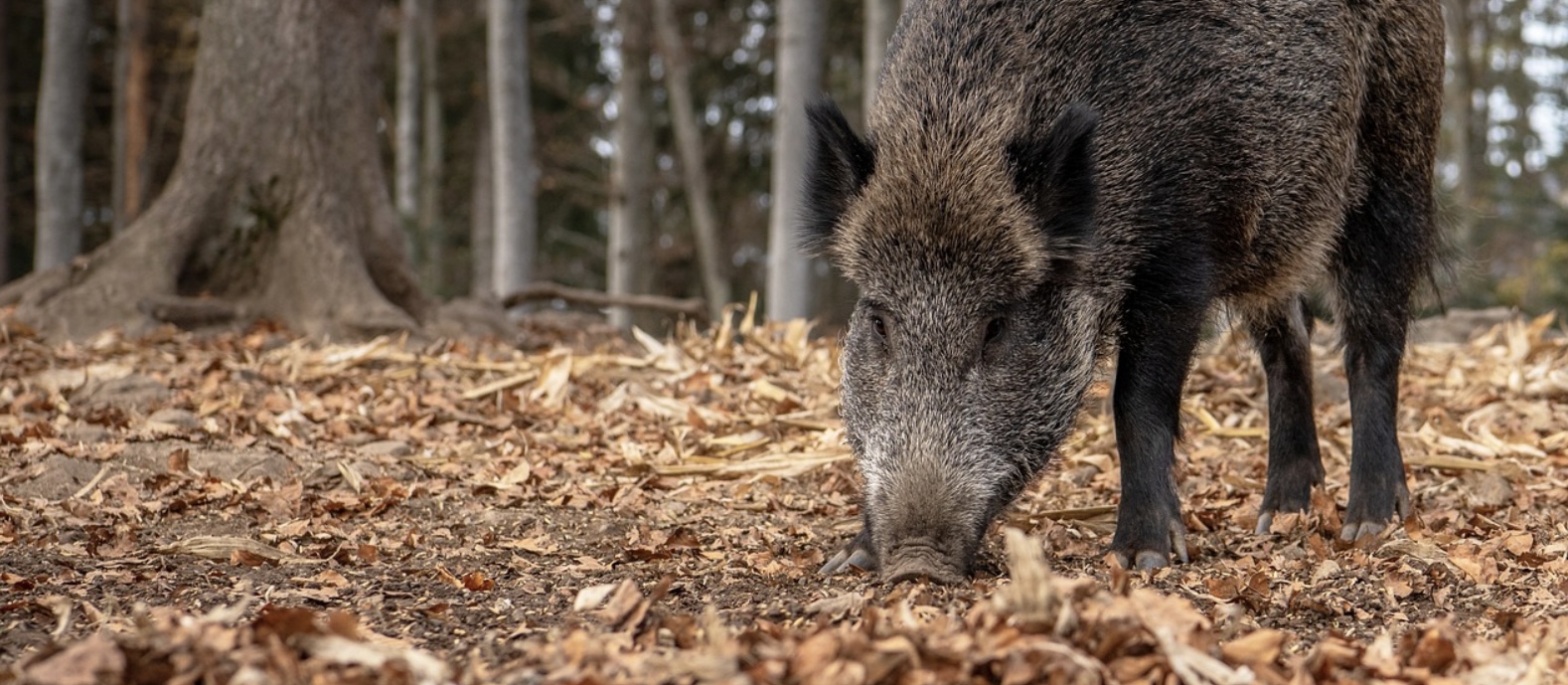 Wild boar spotted at Fort Belknap