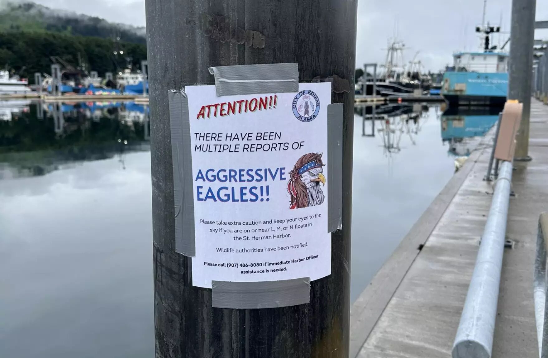 Harbor Havoc: Bald Eagles Cause Stir at Kodiak Docks