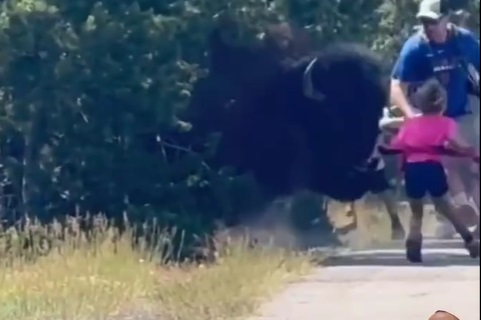 Angry bison chases children