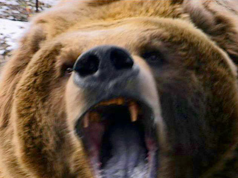 BEARMUDA TRIANGLE!!! by Montana Grant