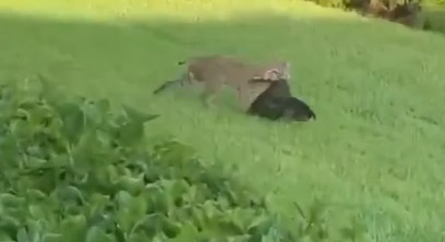 A bobcat and a turkey dinner