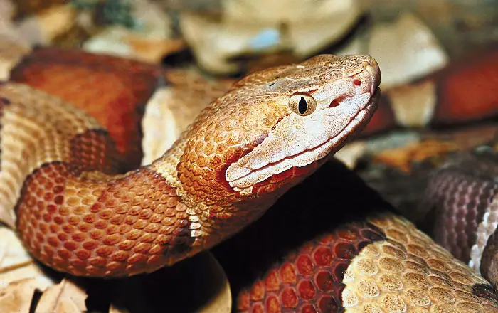 COPPERHEAD ROAD!!! by Montana Grant