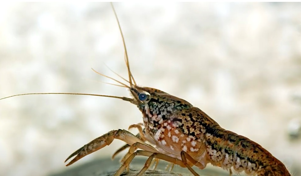 Facts about Crawfish