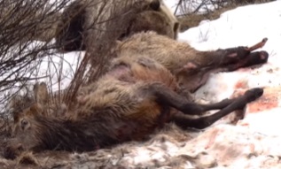 Grizzly bear eats cow elk alive