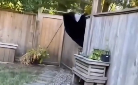 The Bear and the Fence…